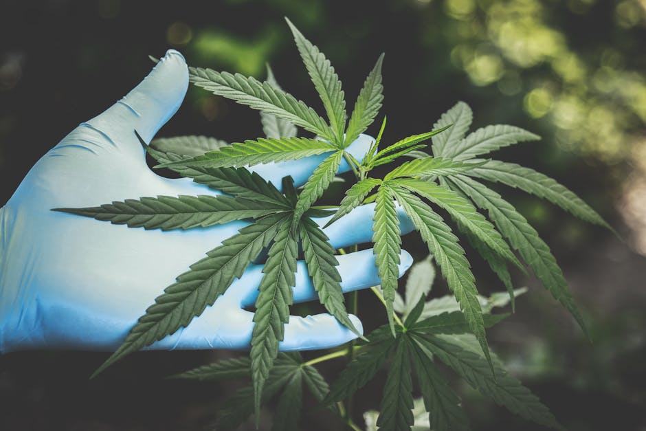 Guillaume Guieu : expert CBD et conférencier au Salon du CBD