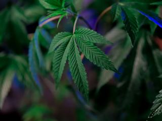 Réglementation CBD en France : ce que doit respecter un vendeur